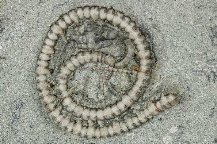Crinoid (Scytalocrinus) Fossil - Crawfordsville, Indiana #359188